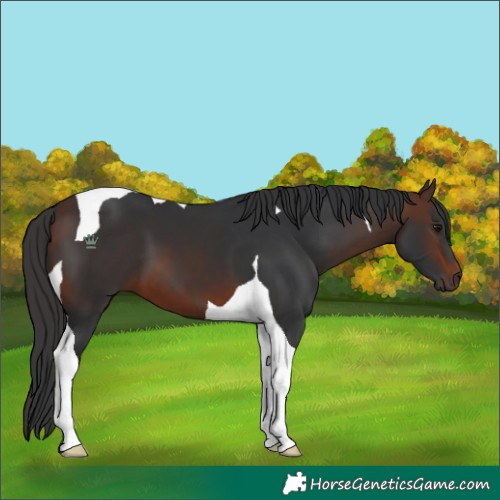 Horse Color:Brown Tobiano 