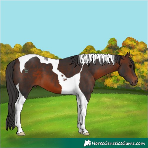 Horse Color:Brown Tobiano 