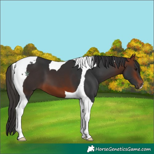 Horse Color:Bay Tobiano
