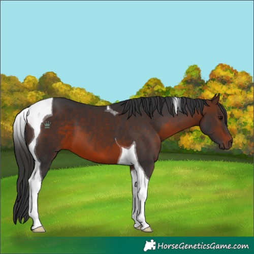 Horse Color:Brown Tobiano