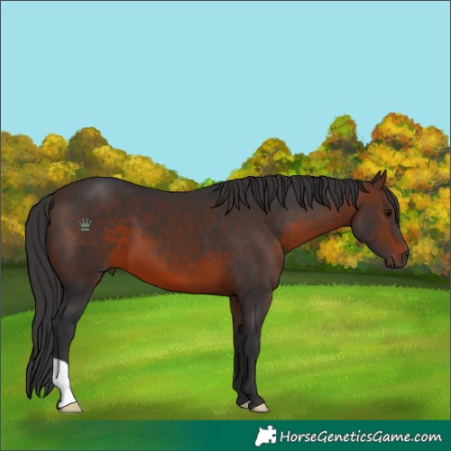 Horse Color:Brown 