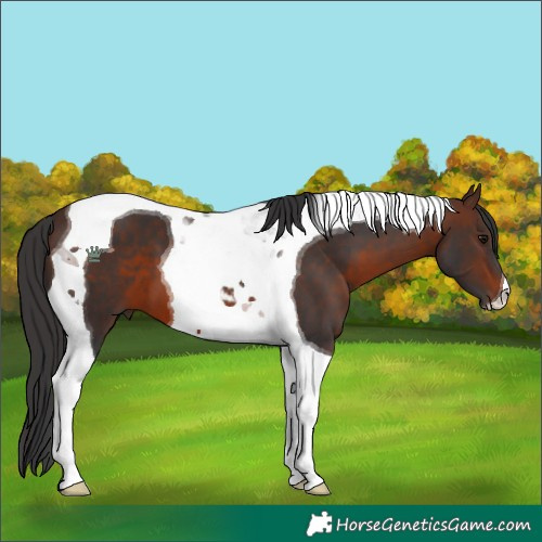 Horse Color:Brown Tobiano 
