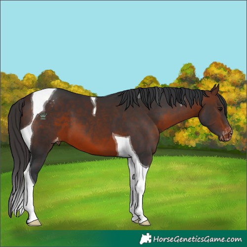 Horse Color:Brown Tobiano Appaloosa 