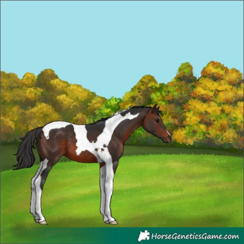 Horse Color:Brown Tobiano 