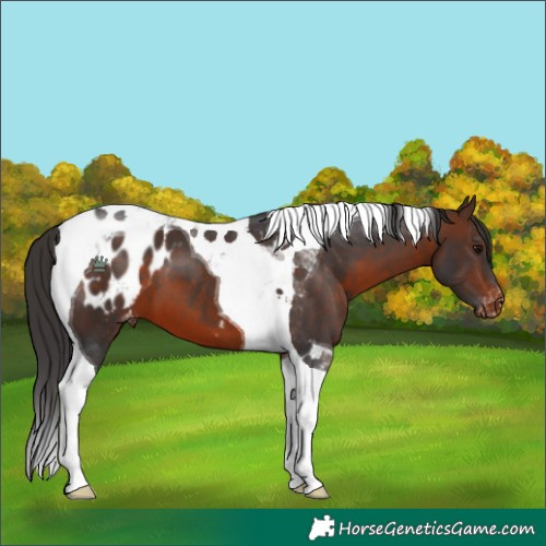 Horse Color:Brown Tobiano Appaloosa 