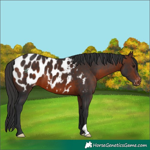 Horse Color:Brown Appaloosa 