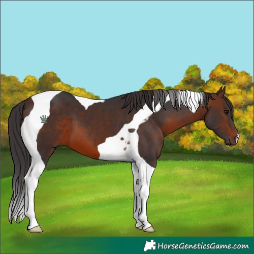 Horse Color:Brown Tobiano 