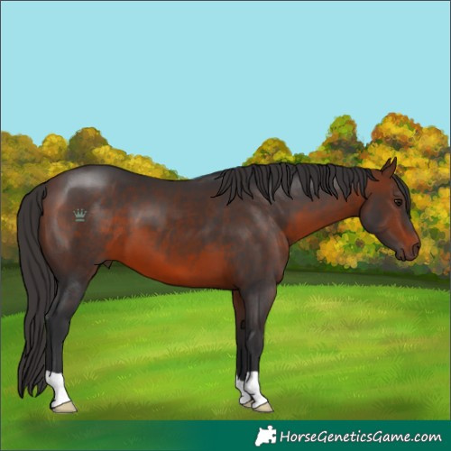 Horse Color:Brown 