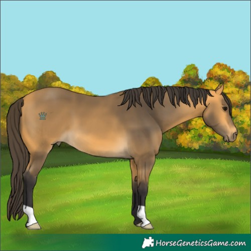 Horse Color:Buckskin