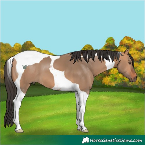 Horse Color:Bay Dun Tobiano 