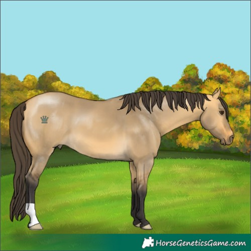 Horse Color:Buckskin Dun 