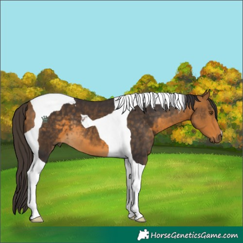 Horse Color:Buckskin Tobiano 