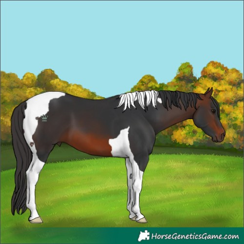 Horse Color:Brown Tobiano