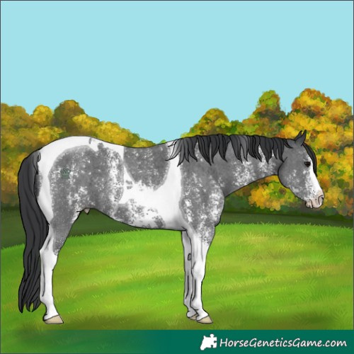 Horse Color:Black Sabino Tobiano 