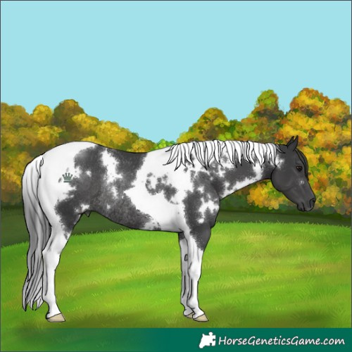 Horse Color:White Spotted Black Tobiano Rabicano