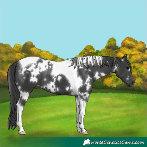 Horse Color:White Spotted Black Tobiano 
