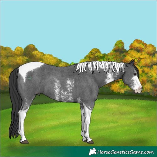 Horse Color:Black Sabino Tobiano
