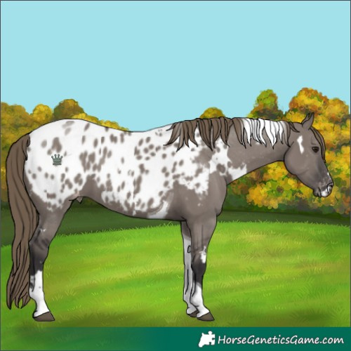 Horse Color:White Spotted Smoky Grullo Tobiano Appaloosa