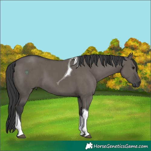 Horse Color:Grullo Tobiano