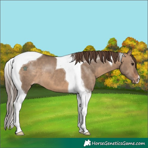 Horse Color:Brown Dun Tobiano Appaloosa