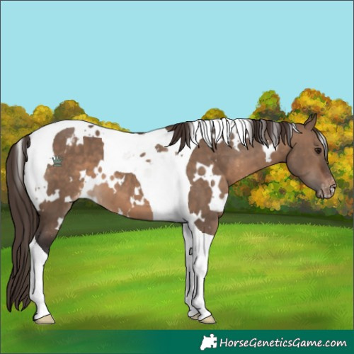 Horse Color:White Spotted Brown Dun Tobiano Appaloosa