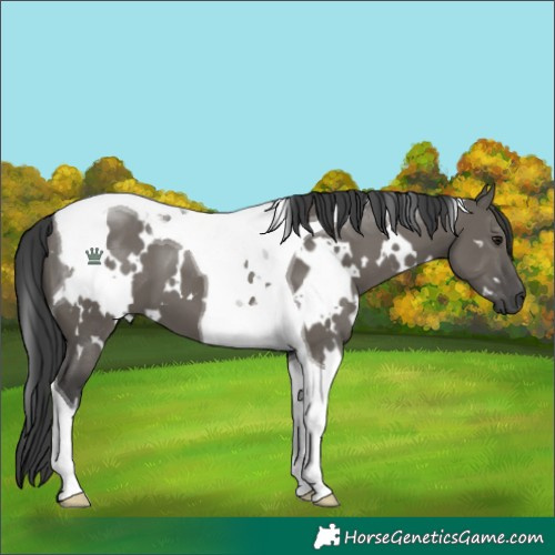 Horse Color:White Spotted Grullo Tobiano 