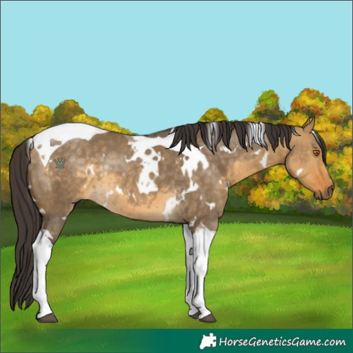 Horse Color:White Spotted Buckskin Dun Tobiano Rabicano 