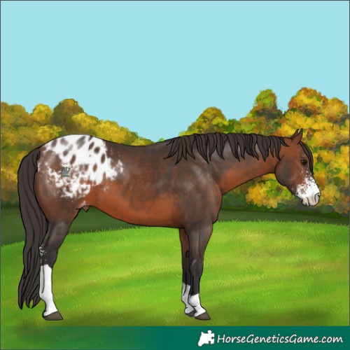 Horse Color:Brown Sabino Tobiano Appaloosa