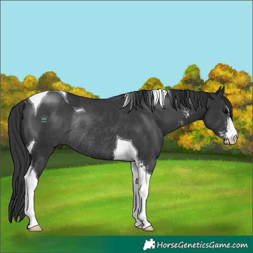 Horse Color:Black Sabino Tobiano Rabicano