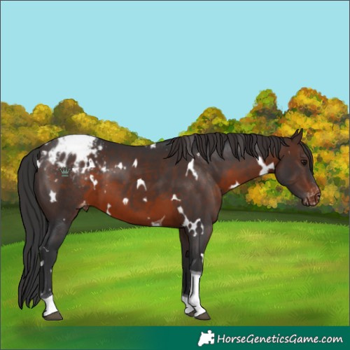Horse Color:White Spotted Brown Tobiano Appaloosa