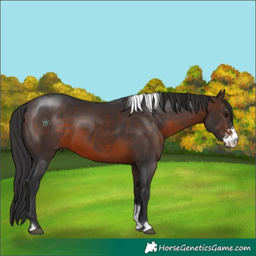 Horse Color:Brown Sabino Tobiano 