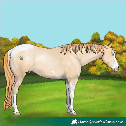 Horse Color:Buckskin Pearl Sabino Tobiano