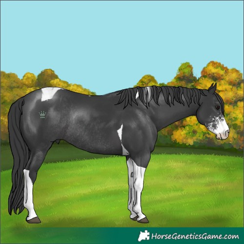 Horse Color:Black Sabino Tobiano Rabicano