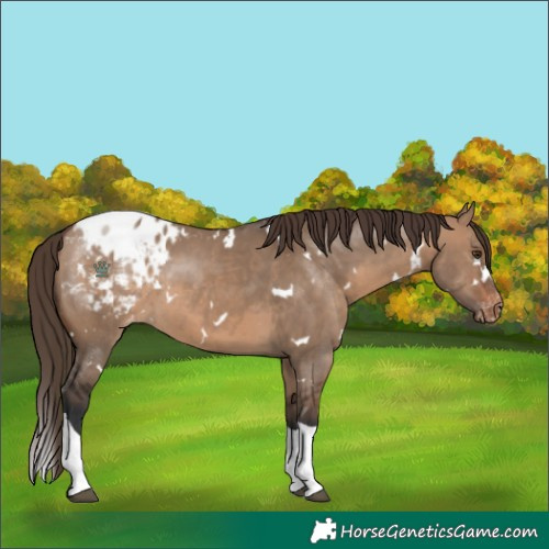 Horse Color:White Spotted Brown Dun Tobiano Appaloosa