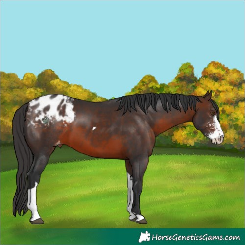 Horse Color:Brown Sabino Tobiano Appaloosa 