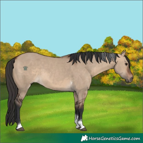 Horse Color:Brown Dun Sabino Tobiano Rabicano