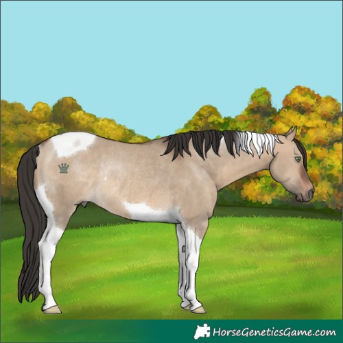 Horse Color:Brown Dun Tobiano Rabicano