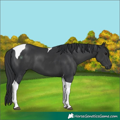 Horse Color:Black Tobiano