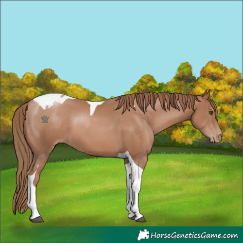 Horse Color:Black Pearl Tobiano