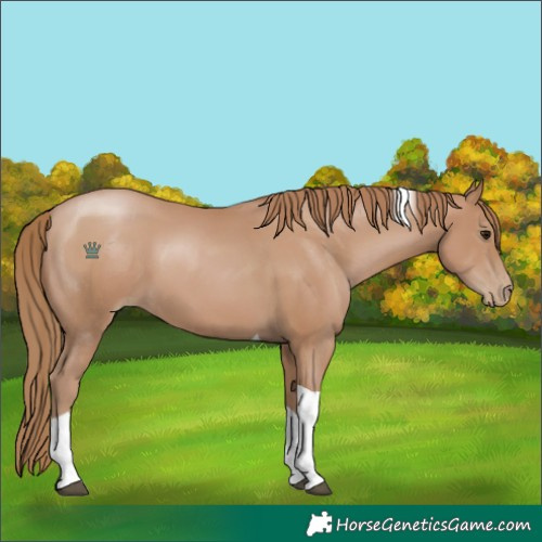 Horse Color:Black Pearl Tobiano
