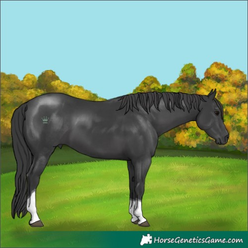 Horse Color:Black Tobiano