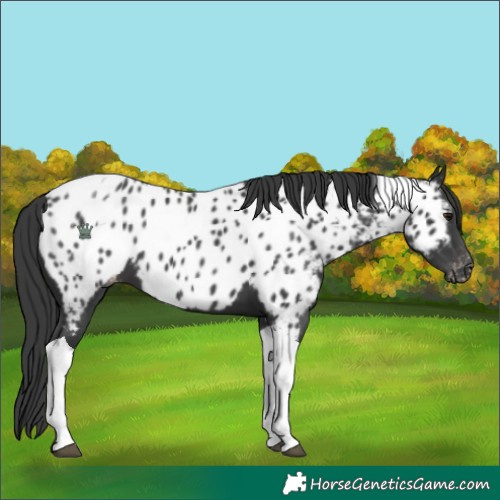 Horse Color:Black Tobiano Appaloosa 