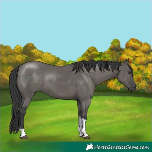 Horse Color:Grullo Sabino Tobiano