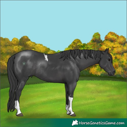 Horse Color:Black Tobiano Rabicano 