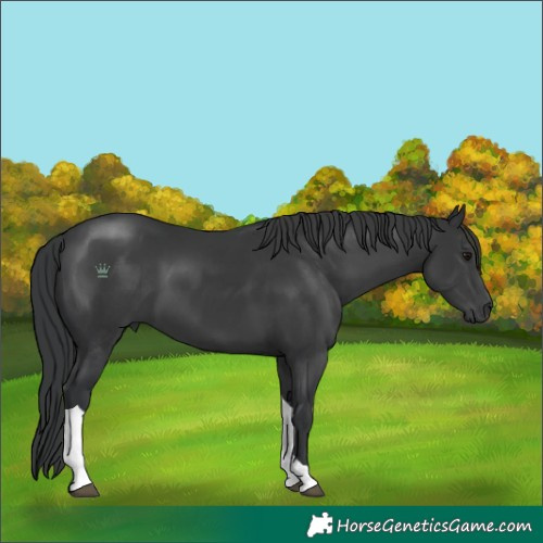 Horse Color:Black Tobiano 