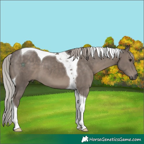 Horse Color:Silver Black Tobiano