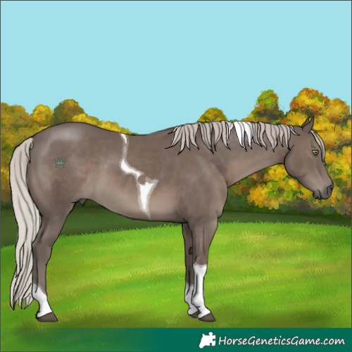 Horse Color:Silver Black Tobiano 