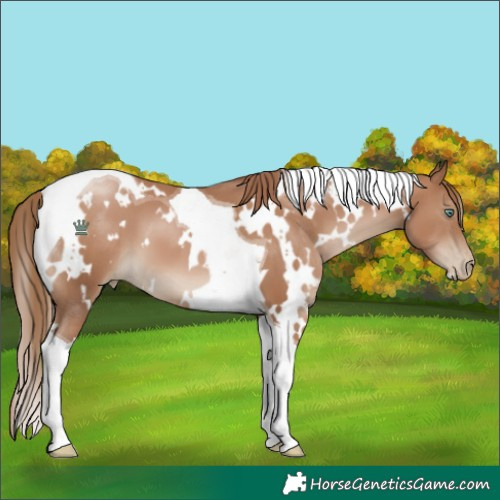 Horse Color:White Spotted Black Pearl Tobiano