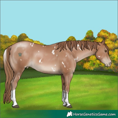 Horse Color:White Spotted Black Pearl Tobiano