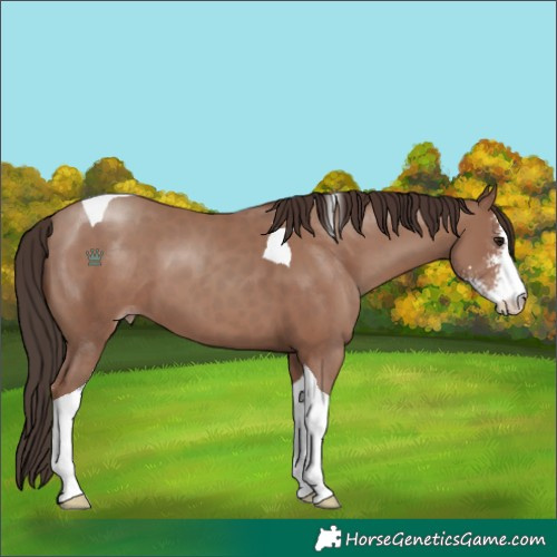 Horse Color:Classic Champagne Sabino Tobiano 